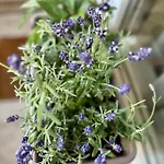 Apartamento Serenity *