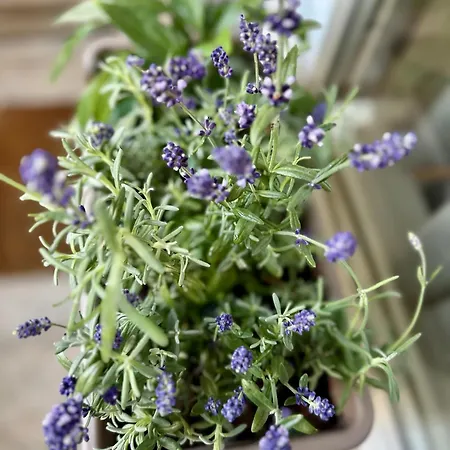 Apartament Serenity *