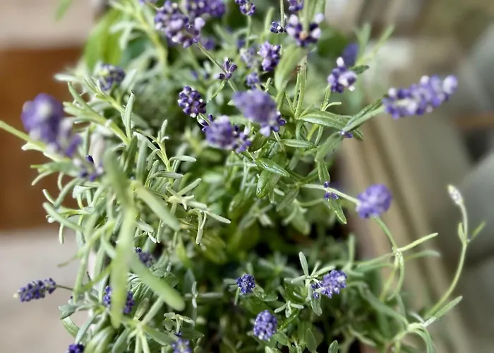 Apartmán Serenity *