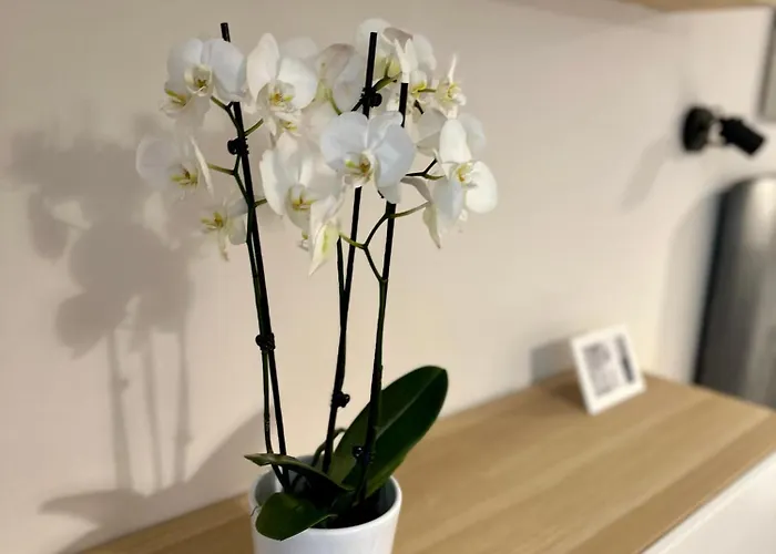 Serenity * Burgas City